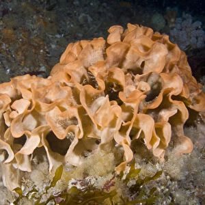 Potato Crisp Bryozoan (Pentapora foliacea / fascialis) Channel Islands, UK, July