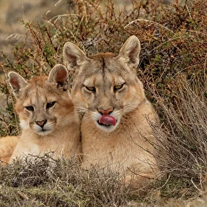 Puma (Puma concolor) female with cub, resting, Torres del Paine National Park, Magallanes, Chile