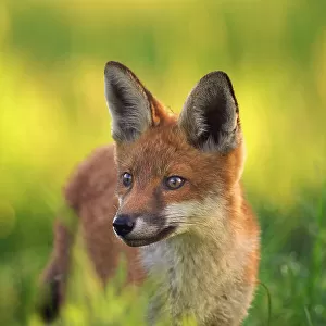 Red fox (Vulpes vulpes) cub, portrait, Derbyshire, UK