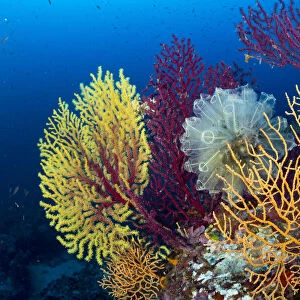 Red sea fan (Paramuricea clavata) with gorgonian corals and Light-bulb sea squirt