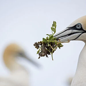 RF - Gannet (Morus bassanus) close-up portrait with nesting material in beak, , Saltee Islands