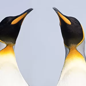 RF - King penguins (Aptenodytes patagonicus) on the beach at Salisbury Plain