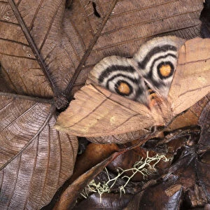 Saturniid moth (Saturniidae) with wings open to reveal eyespots, a means of deterring predators