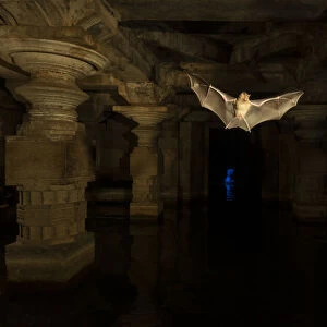 Schneiders leaf-nosed bats (Hipposideros sperosis) in half submerged old temple
