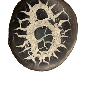 Septarian concretion or (septarian nodules) from Morocco