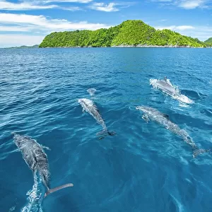 Spinner dolphins (Stenella longirostris) swimming close to surface with islands in background, Raja Ampat, Indonesia, Pacific Ocean