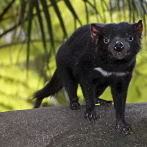 Tasmanian devil (Sarcophilus harrisii), standing on rock, captive, Queensland, Australia
