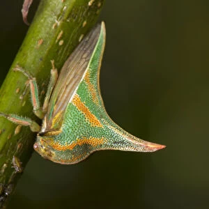 Thornbug (Umbonia crassicornis) San Jose, Costa Rica