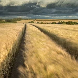Vehicle tracks in field of ripe Barley, farmland, late evening light, near Putford, Devon, UK