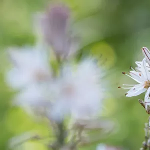 White asphodel (Asphodelus albus) flowerhead. Cyprus. April