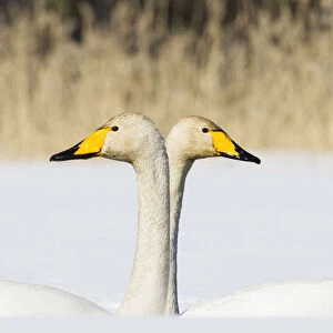 Whooper Swan (Cygnus cygnus) male and female facing in opposite directions, central Finland