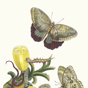 Baccores. From the Book Metamorphosis insectorum Surinamensium, 1705