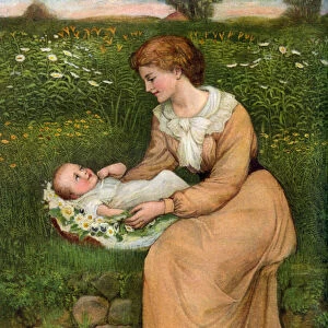 A Bed of Daisies, 1905. Artist: Alphage Brewer