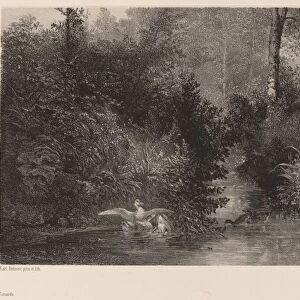 Canards, 1861 / 1866. Creator: Karl Bodmer