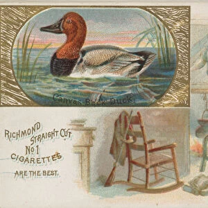 Canvas-Back Duck, from the Game Birds series (N40) for Allen & Ginter Cigarettes