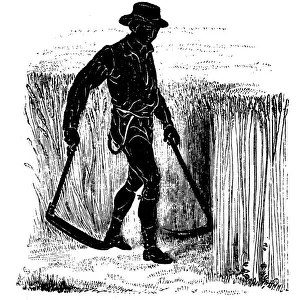 Crop rotation: reaping with a Hainault Scythe, 1855
