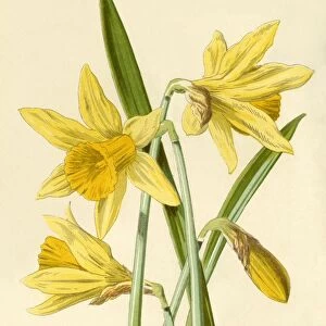 Daffodil, 1877. Creator: Frederick Edward Hulme