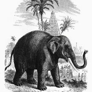 The Elephant of India, c1891. Creator: James Grant