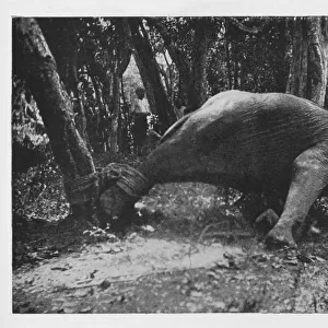 Elephant Kraaling in Ceylon - Noosed, c1890, (1910). Artist: Alfred William Amandus Plate