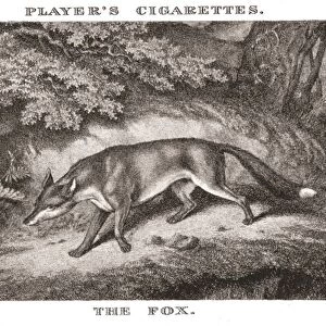 The Fox, (1924). Creator: Unknown