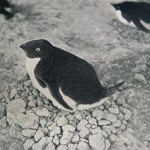 This Penguin Has An Industrious Mate, c1911, (1913). Artist: Herbert Ponting