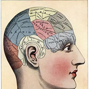 Phrenology chart, showing presumed areas of activity of the brain, c1920