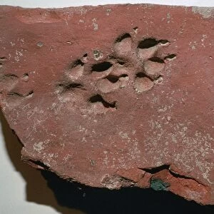 Roman tile with a dogs footprint, 3rd century