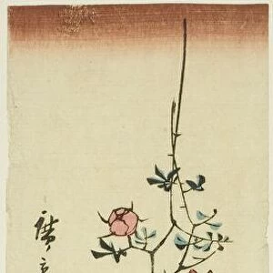 Rooster perched on rose trellis, 1854. Creator: Ando Hiroshige