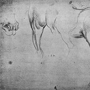 Three Sketches of a Horses Hind-Quarters and one of its Nostrils, c1480 (1945). Artist: Leonardo da Vinci