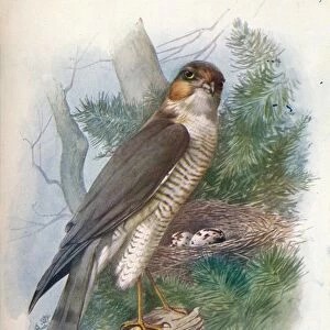Sparrow-Hawk - Accip iter ni sus, c1910, (1910). Artist: George James Rankin
