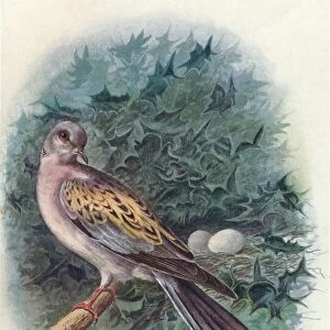 Turtle-Dove - Tur tur commu nis, c1910, (1910). Artist: George James Rankin