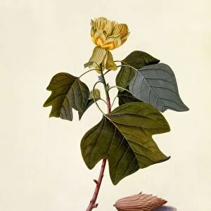The Virginian Tulip Tree, c. 1743 (hand coloured engraving)