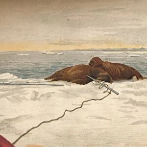 Walruses Killed Off The East Coast of the Taimyr Peninsula, 12th September 1893, (1897). Artist: Fridtjof Nansen