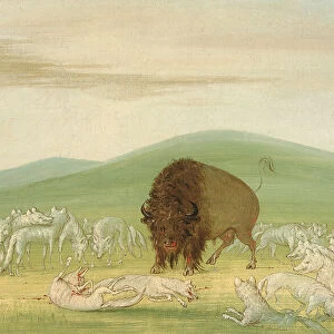 Wounded Buffalo Bull Surrounded by White Wolves, 1832-1833. Creator: George Catlin