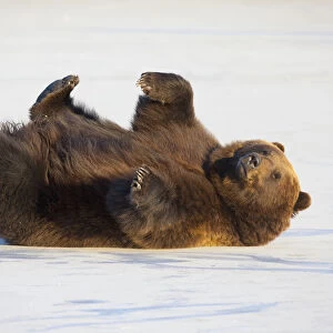 Adult Brown Bear Rolling On Its Back In The Snow At Alaska Wildlife Conservation Center, Portage, Southcentral Alaska, Winter, Captive