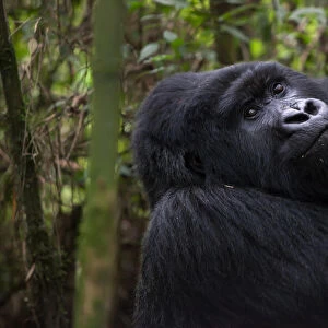 An adult mountain gorilla, Gorilla gorilla beringei, rests in a bamboo forest