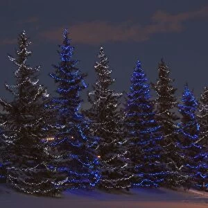 Calgary, Alberta, Canada; A Row Of Evergreen Trees With Christmas Lights