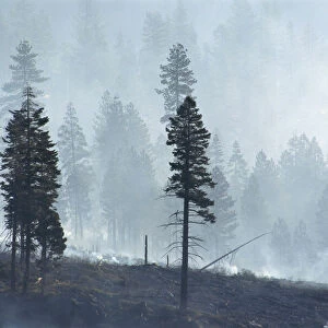 California, Lassen National Forest, View Of Trees Through Smoke From Burn, Logged Forest