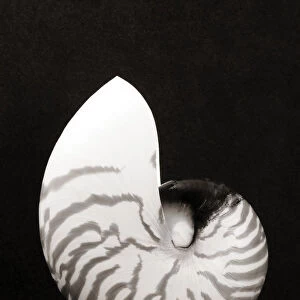 Close-Up Of Chambered Nautilus Shell On Black Background (Sepia Photograph)