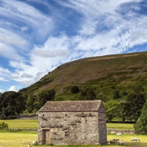 Dales barn in newly harvested meadow, looking up Crackpot Ghyll on the River Swale, England