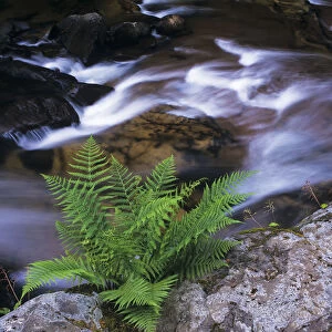 A Fern Grows Beside A Creek; Mapleton, Oregon, United States Of America