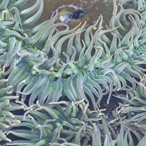 A Green Sea Anemone; Oregon, United States Of America
