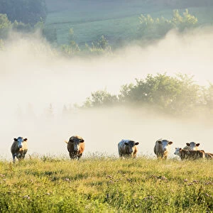 Group Of Cows In The Fog; Chesterville Quebec Canada