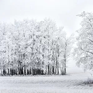 Groupings of heavily frosted trees in a field; Alberta, Canada