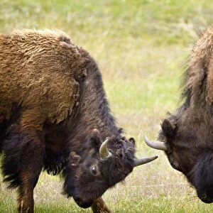 Two Male Bisons (Buffalo) Fighting At Yellowstone National Park; Wyoming, Usa