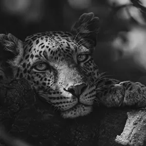 Mono leopard lies resting chin on branch
