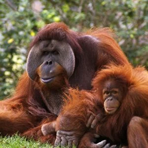 Orangutan Mother And Baby