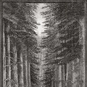 Scene in a forest of giant conifers on the Sierra Nevada, United States of America. From Longmans New Geographical Readers, published 1892