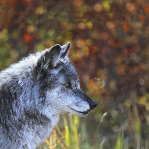 Wolf (Canis Lupus); Golden, British Columbia, Canada