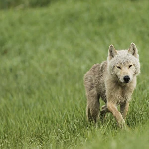 Young Wolf In Grasses In Kukak Bay, Katmai National Park & Preserve, Alaska